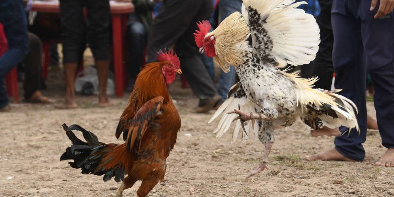 Giới thiệu về về trò chơi đá gà cựa dao tại nhà cái