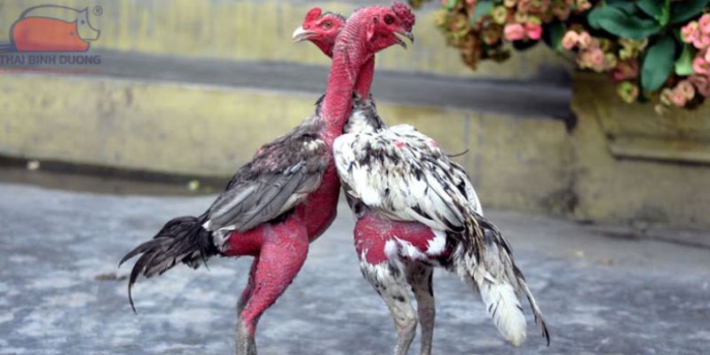 Giới thiệu về nền tảng trực tiếp đá gà mạnh tại HB88